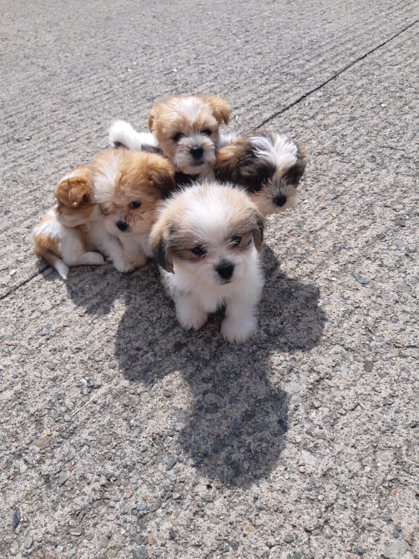 gumtree teddy bear puppies